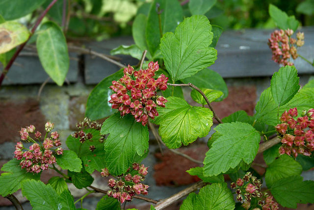 physocarpe à feuilles d'obier